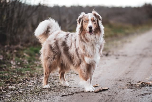 australian shepherd price range