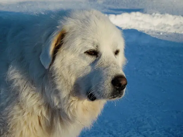 are great pyrenees good with other dogs