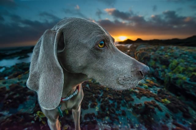 are weimaraners good family dogs