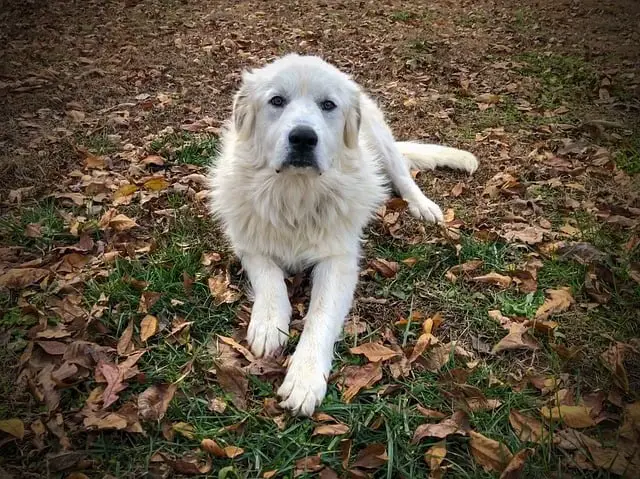 do great pyrenees need a friend