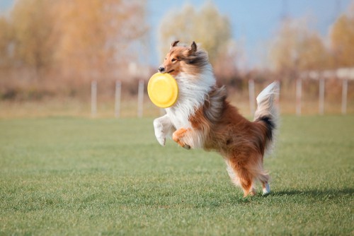 Are Rough Collies Good Off-Leash?