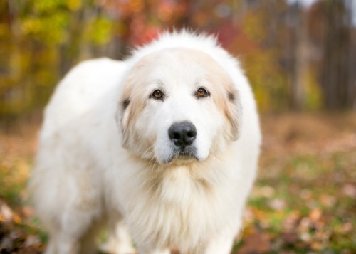 Can A Great Pyrenees Be An Inside Dog?