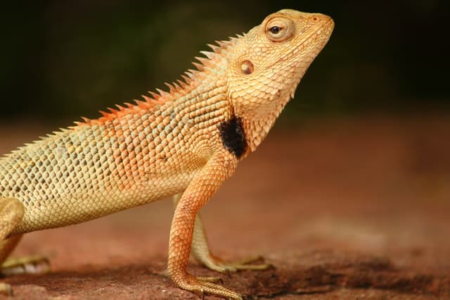 Can Bearded Dragons Eat Cactus Pads?