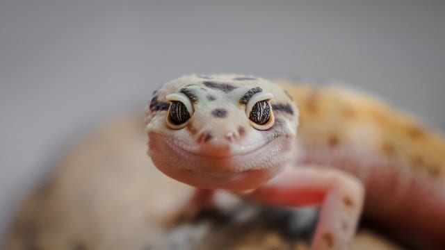 Repti Bark for Leopard Gecko - Is it Safe?