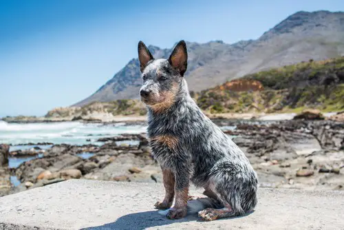 are blue heelers good apartment dogs