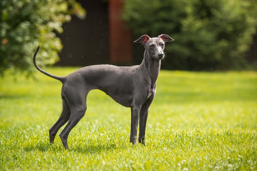 are greyhounds good family pets