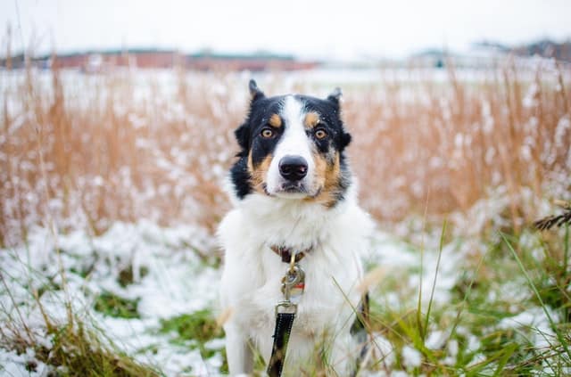 how long should you walk a border collie