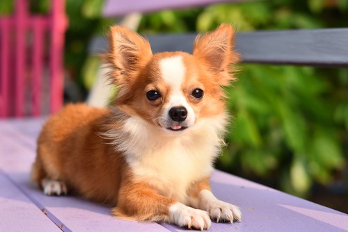 are Chihuahuas good family dogs?