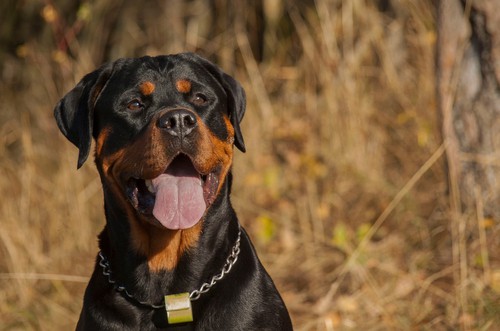 jobs for rottweilers
