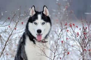 siberian huskies stimulating