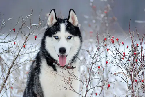 are siberian huskies good hiking dogs
