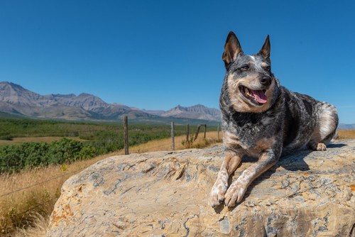 Can Blue Heelers Be Inside Dogs?
