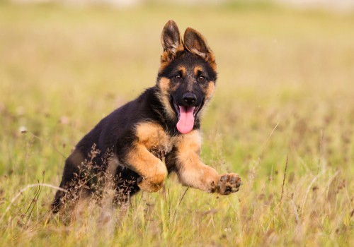 12 Funny German Shepherd Quirks- GSD Behaviors Explained – Juniper Pets