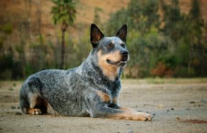 12 Reasons Blue Heelers Make Fantastic Pets - Juniper Pets