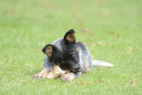 are Blue Heelers one person dogs?