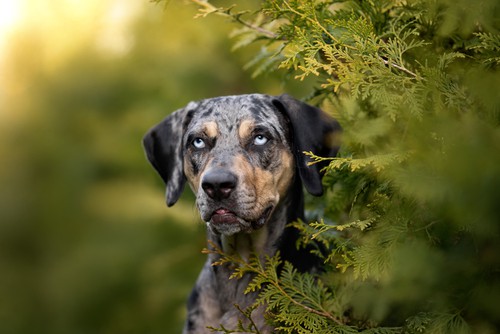 are Catahoula Leopard dogs good family dogs?