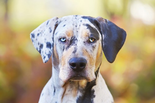 are catahoula dogs dangerous