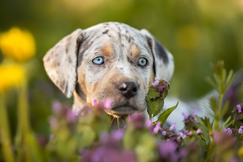 catahoula leopard puppy