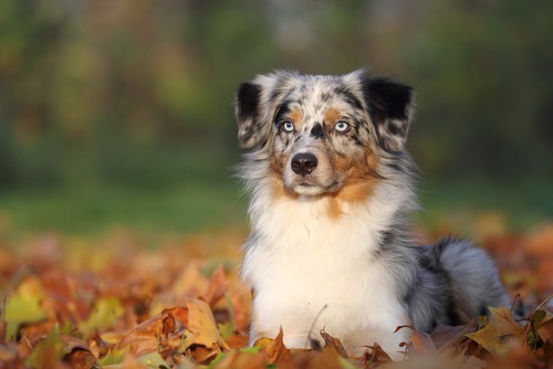 do all blue merle aussies have blue eyes