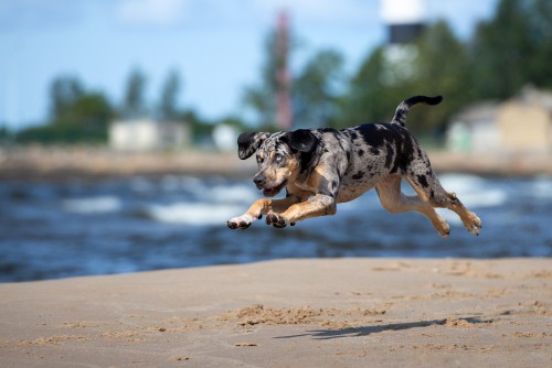 jobs for catahoula leopard dogs.jpg