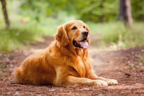 how many commands can a golden retriever learn