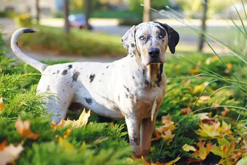 what are catahoula leopard dogs known for