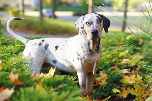 are catahoula dogs dangerous