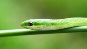 10 Interesting Facts About Rough Green Snakes - Juniper Pets