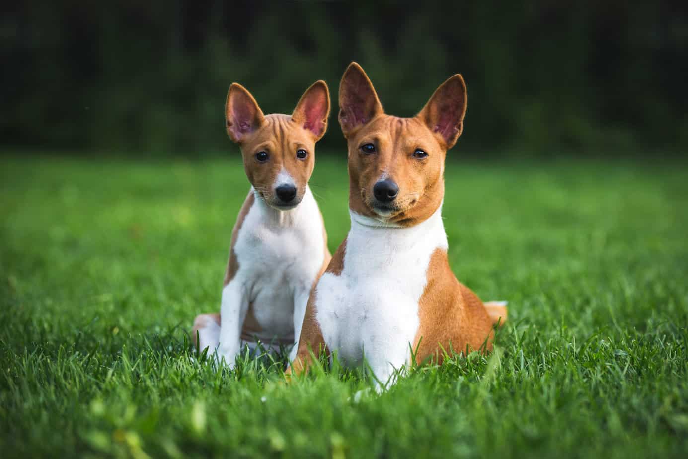 10 Best Basenji Dog Breeders in the USA: Basenji's for Sale – Juniper Pets