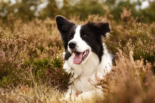border collie whistle commands