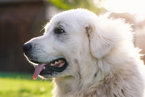 how to pick the right great pyrenees puppy