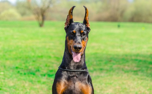 Is Doberman a good dog for beginners?