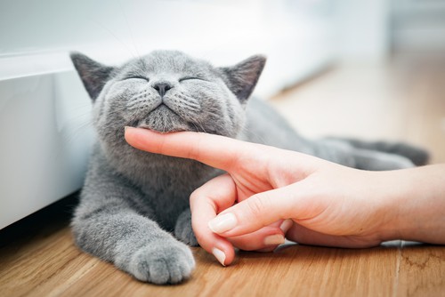 Which Breed of Cat is Friendliest?