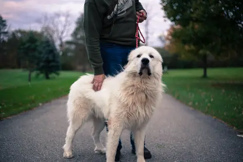do great pyrenees bond to one person?