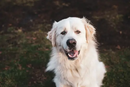 do great pyrenees like to play fetch