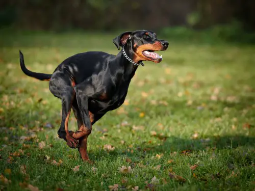 how to entertain doberman pinscher