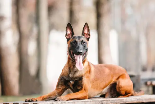 living with a belgian malinois