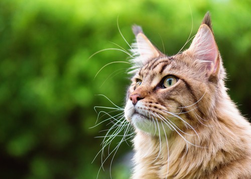 what are the downsides of owning a maine coon cat