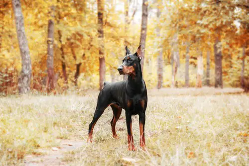 what does owning a doberman say about you.