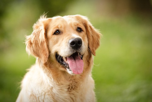 what does owning a golden retriever say about you