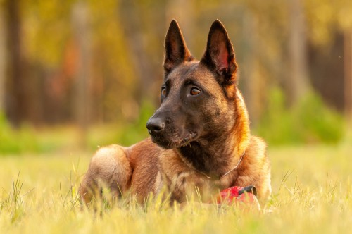 what owning a belgian malinois says about you