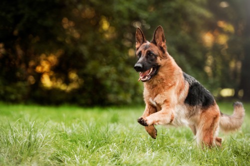 what owning a german shepherd says about you