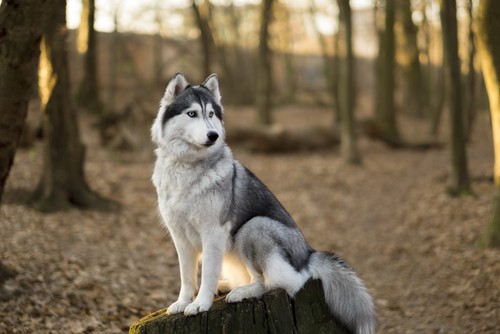 what owning a siberian husky says about you