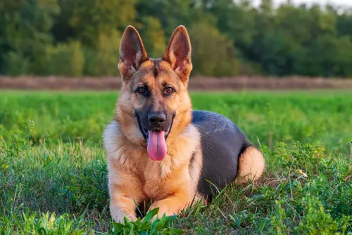 why German Shepherds are the perfect pet