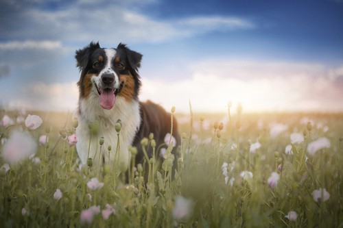 why are australian shepherds so special.