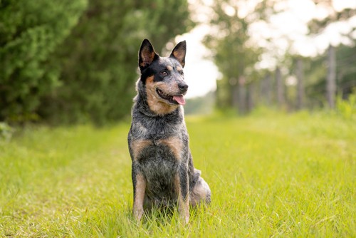 why blue heelers are so special
