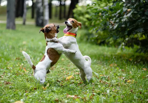 Should You Let Your Dogs Play Fight?