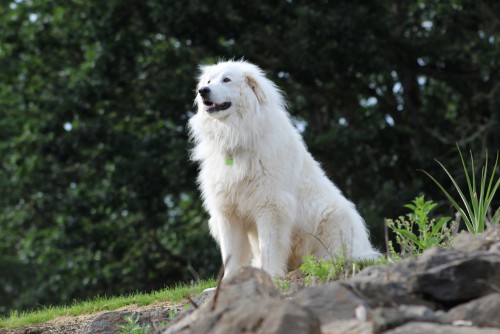 are great pyrenees good for first time owners?