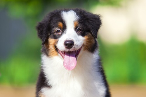 are mini australian shepherds good for first time owners
