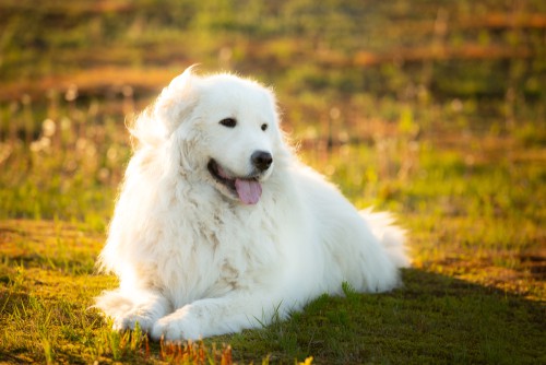 dog house for great pyrenees